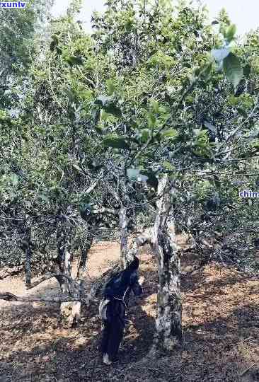 老班章古树茶产地在哪里，老班章古树茶产地揭秘：寻找茶树的故乡