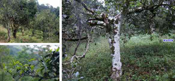 布朗山老班章古树茶价格与茶山老班章村