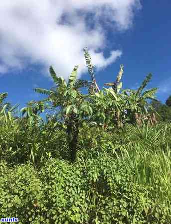 老班章茶树年龄，揭秘老班章茶树的年龄之谜：历悠久的茶树背后隐藏着怎样的岁月故事？