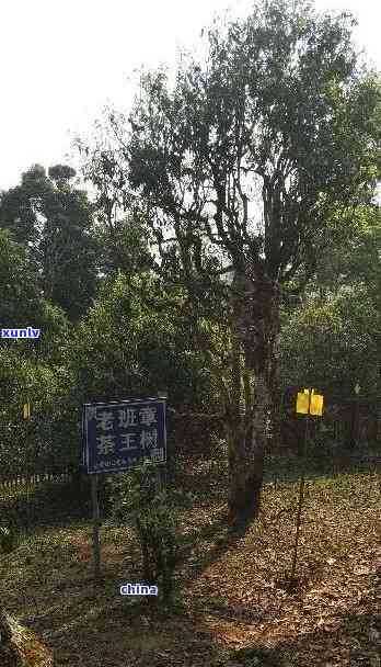 老班章62号永平价格及其茶王树主人永明村