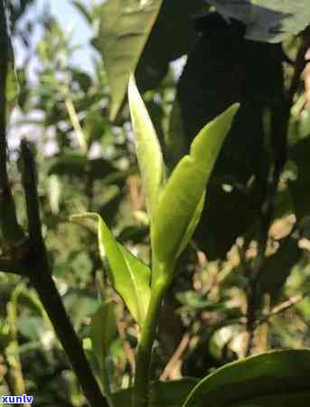 老班章属于哪个茶山-老班章茶在哪个茶山