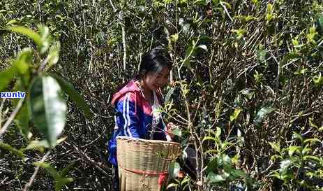 老班章古茶树，探寻茶道文化之源：老班章古茶树的传奇