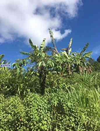 老班章的茶树品种，探寻老班章的茶树品种：传承与品质的故事