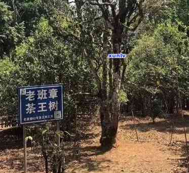 云南老班章风景区位于哪个交界，茶是什么，属于哪里？