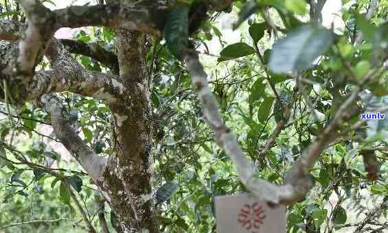 老班章布朗山大树茶-布朗山老班章古树茶