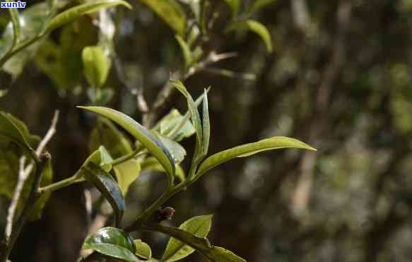 老班章是什么茶区，茶的意思、特点和口感，茶厂生产