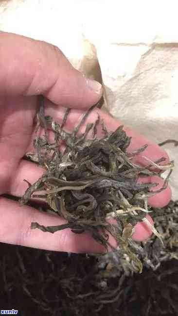 老班章茶发霉了怎么办，茶气太猛，茶浑浊，很苦