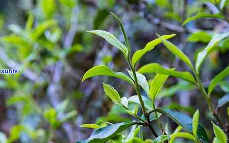 老班章是生普还是熟普怎么区分，老班章普洱茶生茶好还是熟茶好