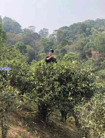 老班章和刮风寨的区别及老班章的山寨分布