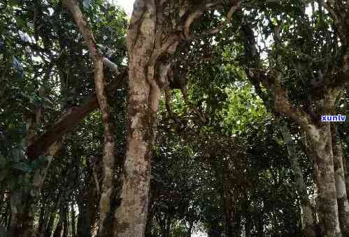 茶人的圣地老班章村-老班章村千年古茶树