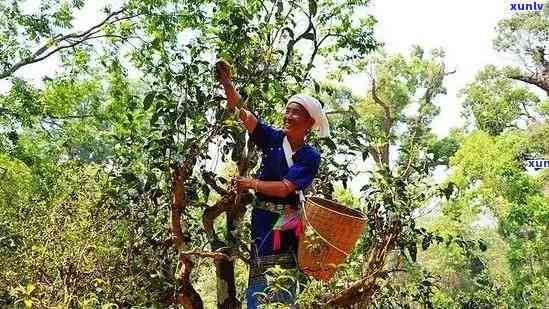 老班章300年古树茶，品味历：老班章300年古树茶的珍贵传承