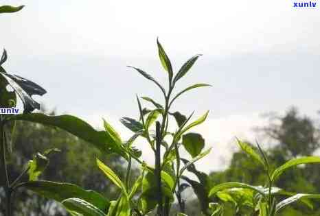 甲患者可以喝普洱茶吗？普洱茶对甲患者的益处与注意事项有哪些？