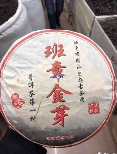 老班章金牙茶品区别及金芽含义