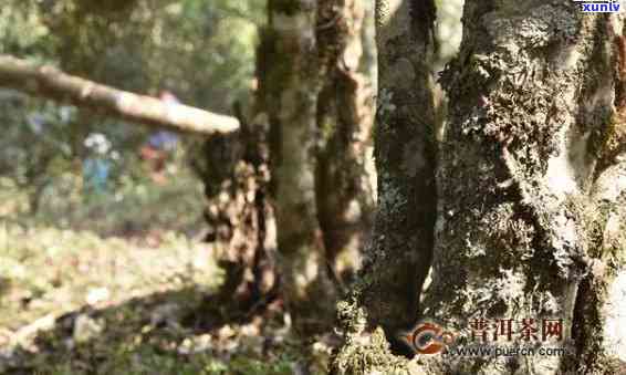 老班章古树茶怎么喝：泡茶 *** 、功效与特点、价格