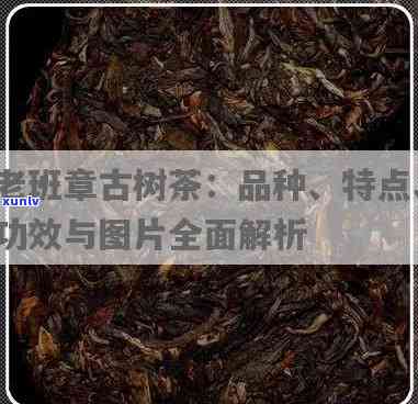 古茶老班章图片大全-老班章古树茶的特点功效