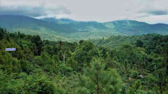 普洱森林覆率最多-普洱森林覆率最多的地区