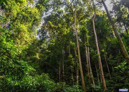 普洱森林覆率最多-普洱森林覆率最多的地区