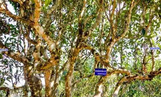 老班章茶树记载：古茶树品种与树龄探秘