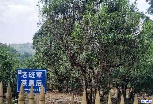 老班章古树茶是什么茶，探秘老班章古树茶：一场寻找真味的茶叶之旅