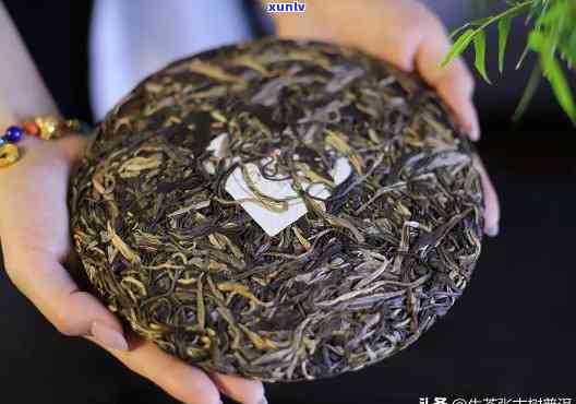 老班章普洱熟茶口感，品味老班章普洱熟茶：口感体验与品茗心得