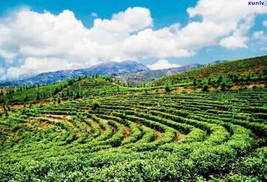 云南玛润茶业，探索中国茶文化之旅：云南玛润茶业的故事