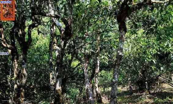 勐海老班章基地古树-勐海老班章古树茶价格