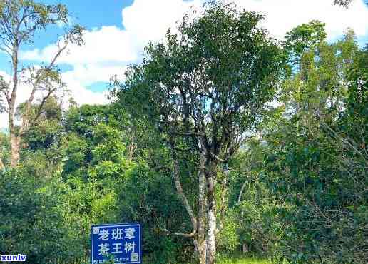 老班章野生茶的意思-生态野生古树茶老班章