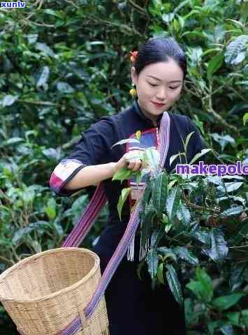 五妹茶普洱茶，品味正宗，五妹茶普洱茶：一茶香传奇