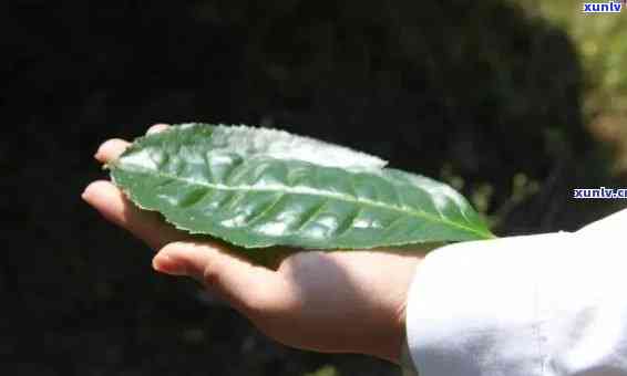 老班章的叶底特点及叶成交价、叶脉对、茶叶特点