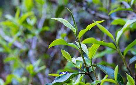 云南老班章熟普推荐-云南老班章普洱熟茶