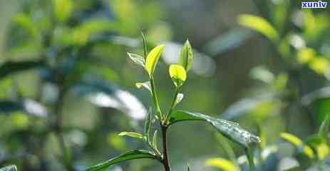 08年老班章茶价格及市场行情