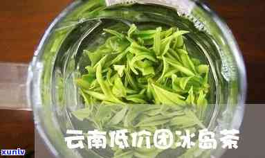 昆明冰岛茶哪里有卖-昆明冰岛茶哪里有卖的