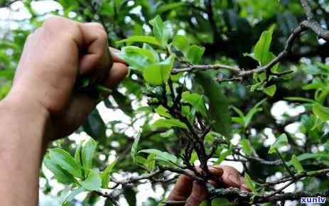 冰岛老寨茶价格，揭秘冰岛老寨茶价格：从稀有品种到市场趋势一网打尽！