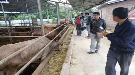 普洱草长得什么样子，揭秘普洱草的真面目：它长得什么样子？