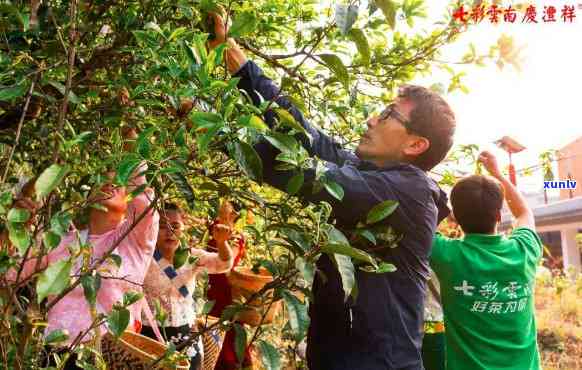 冰岛古树茶开始采摘的时间，揭秘：冰岛古树茶的采摘节何时启幕？