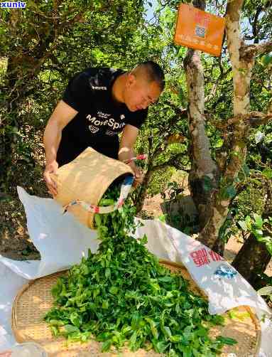 冰岛古树茶开始采摘的时间，揭秘：冰岛古树茶的采摘节何时启幕？