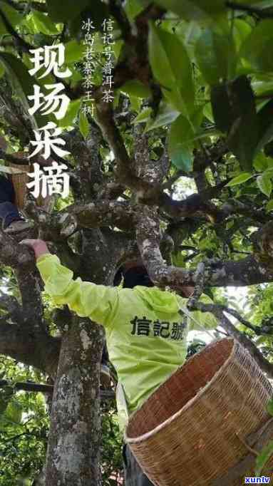 冰岛古树茶开始采摘-冰岛古树茶开始采摘的时间