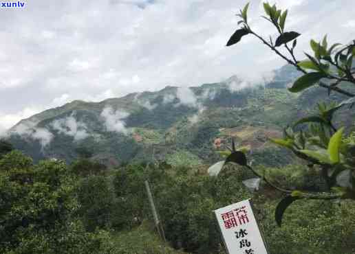 冰岛老寨在哪个茶区-冰岛老寨在哪个茶区啊