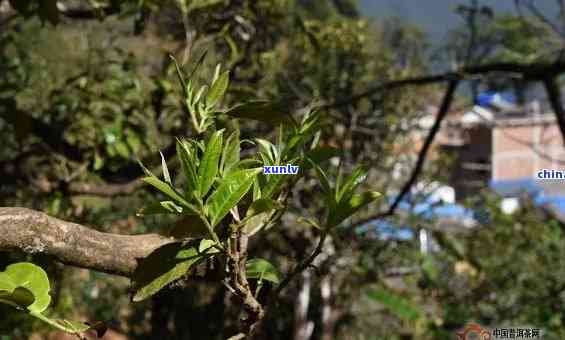 云南冰岛古树茶照片-云南冰岛古树茶树图片