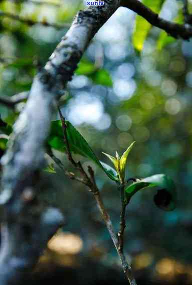 勐海老班章茶叶，勐海老班章茶叶：品味古树香韵的茶道奇迹