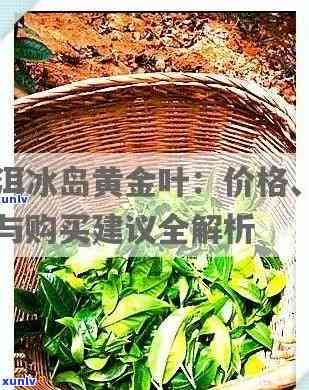 冰岛黄金叶茶饼价格多少钱，冰岛黄金叶茶叶价格表