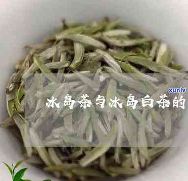 白茶好还是冰岛茶好-白茶好还是冰岛茶好喝