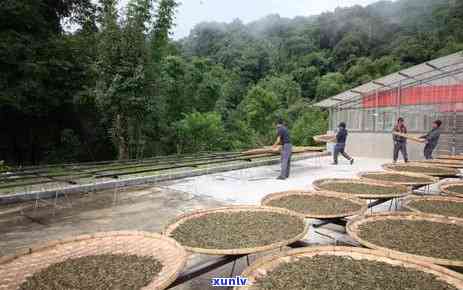 老班章泡茶时间，老班章泡茶时间：探索中式茶道的魅力