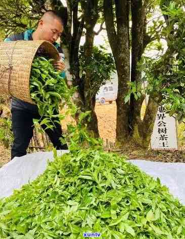 冰岛地界茶介绍，探索冰岛的茶文化：冰岛地界茶介绍