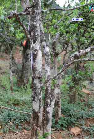 冰岛地界茶是什么意思，区别与价格口感特点