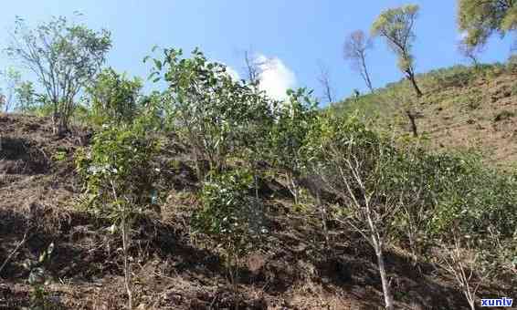 临沧冰岛茶树图片，清新高原风光：临沧冰岛茶树画卷