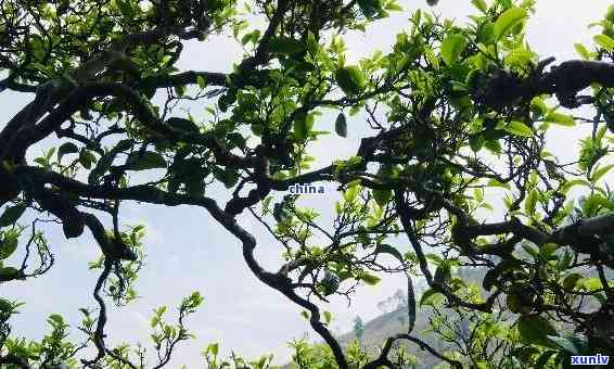 冰岛老寨古茶树图片，探索冰岛老寨：古茶树的神秘面纱