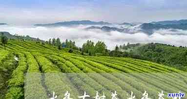 冰岛茶：茶厂、茶村、茶餐厅、茶业、茶园-冰岛 茶厂