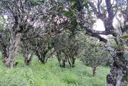 双江冰岛茶发展情况-双江冰岛茶价格