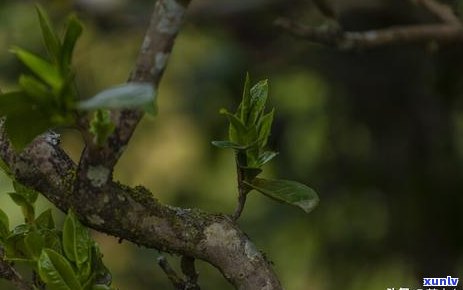 昔归茶和冰岛茶哪个价格更高，贵